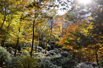 beautiful autumn leaves and sunshine in the mountain of Mitsumine, Chichibu, Japan
