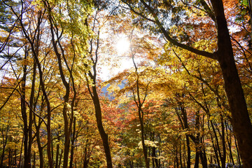 Fototapeta premium beautiful autumn leaves and sunshine in the mountain of Mitsumine, Chichibu, Japan