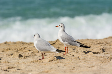 A loving couple of common white seagulls (Larus canus) standing on the sand Jumeirah beach in the city of Dubai, United Arab Emirates