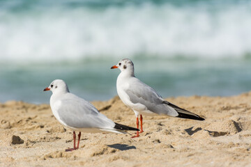 A loving couple of common white seagulls (Larus canus) standing on the sand Jumeirah beach in the city of Dubai, United Arab Emirates