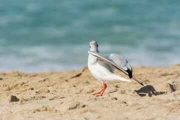 Fototapeta na wymiar A common white seagull (Larus canus) standing on the sand Jumeirah beach in the city of Dubai, United Arab Emirates