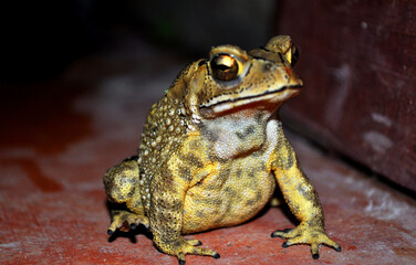 Frog in Gold Color At The Night