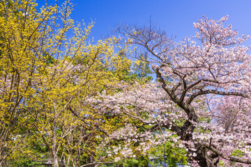 Fototapeta premium 桜 仙台榴ヶ岡公園