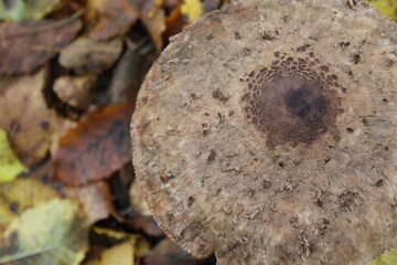 Schirmpilz Parasol Hut im Wald