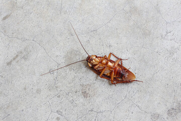 Dead cockroach on the street. Close up.
