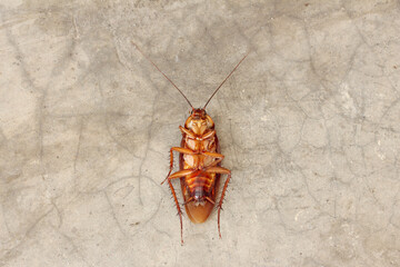 Dead cockroach on the street. Close up.
