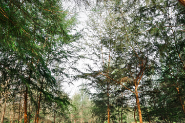 Fototapeta premium tree in the forest