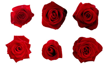 Set of live red roses