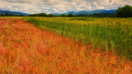 中国云南迪庆香格里拉