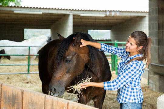 Young woman caring for horses. High quality photo