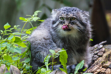 Obraz premium Manul the most sluggish and slow from all the wild cats, he does not know how to run fast.