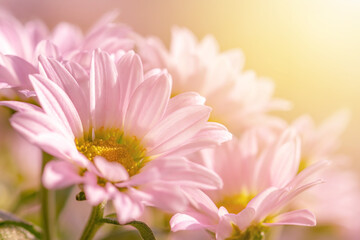 Fototapeta na wymiar Delicate pastel pink mums or chrysanthemum morifolium flower head in the sunshine. Blank for greeting card design. Shallow depth of field.