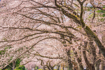 桜　仙台榴ヶ岡公園