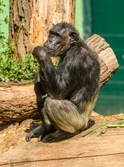 chimpanzee (Pan troglodytes) sitting on log chewing on tree twig