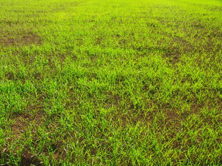 秋の緑肥の生える畑風景