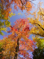 公園の紅葉のモミジバフウと黄葉の欅と青空