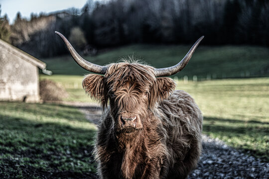Highland Rind