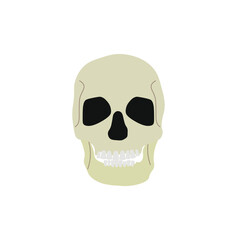 human skull on white background