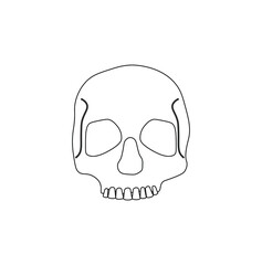 human skull on white background
