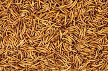 Dried mealworm larvae background used for pets and wild bird food