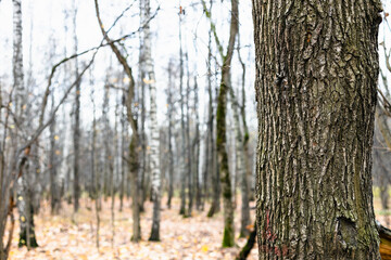 natural background - gnarled oak tree trunk close up and bare trees in grove on blurred background in city park on overcast autumn day (focus on right oak tree trunk on foreground)