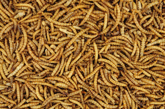 Dried mealworm larvae background used for pets and wild bird food