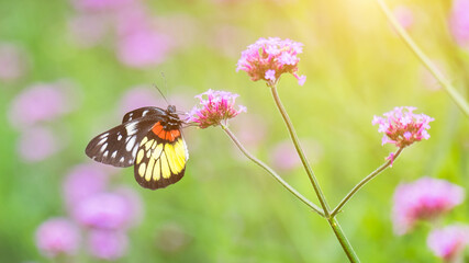 Butterflies and flowers in nature