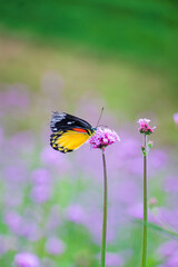 Butterflies and flowers in nature