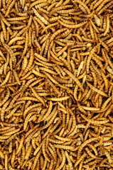 Dried mealworm larvae background used for pets and wild bird food