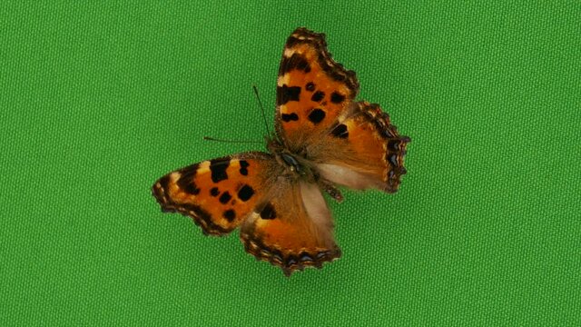 Large Tortoiseshell Butterfly Rotating On A Green