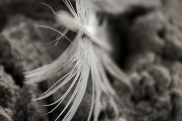close up of a feather