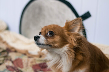 Frightened red chihuahua dog