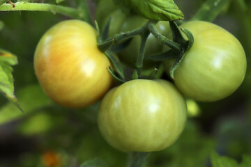 Homegrown green tomatoes in garden