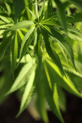 background marijuana wallpaper, cannabis leaves