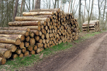 Holzstoss an einem Waldweg