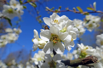 Obraz premium Kirschblüten