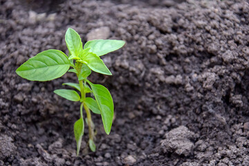 One young green basil sprout in soil. Organic eco seedling, condiment. Growing plants at home garden. Cooking herbs. Close-up. Selective focus.