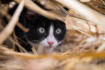 a black and white cat is sitting in an ambush in the dry grass and preparing to jump