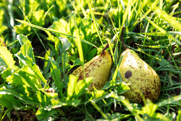 Obraz premium Pere su prato