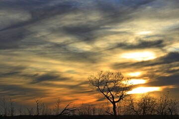 Kansas sunset with a colorful sky and tree silhouette west of Nickerson Kansas USA out in the country.