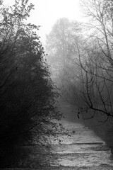Fototapeta premium misty morning in the forest