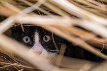 a black and white cat is sitting in an ambush in the dry grass and preparing to jump