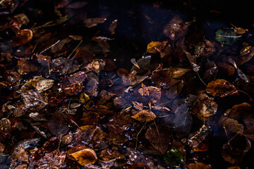 Autumn maple leaves in puddle of water.