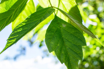 Branches of a tree with green leaves against a blue sky, illuminated by the rays of the sun