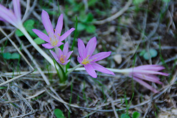 purple crocus flower