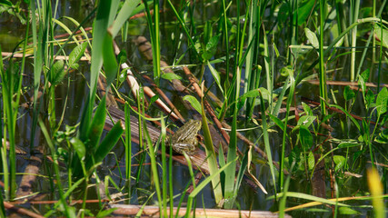 toad in the lake sits on a stick, very realistic, the toad looks into the eyes, inflated balls near the eyes, dirty water and green grass