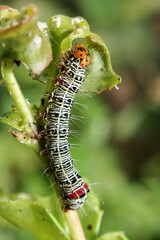 Grapevine Moth Caterpillar (Phalaenoides glycinae) feeding on Fuscia leaves