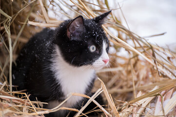 a black and white cat is sitting in an ambush in the dry grass and preparing to jump, portrait of a...