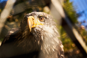 Adler