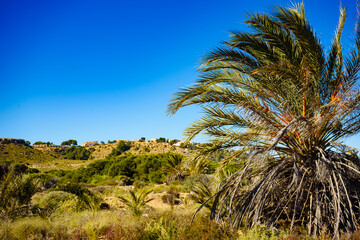 Fototapeta na wymiar Coastal landscape with palm trees.
